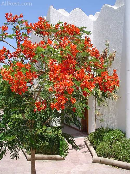 Swiss Inn Golden Beach 10